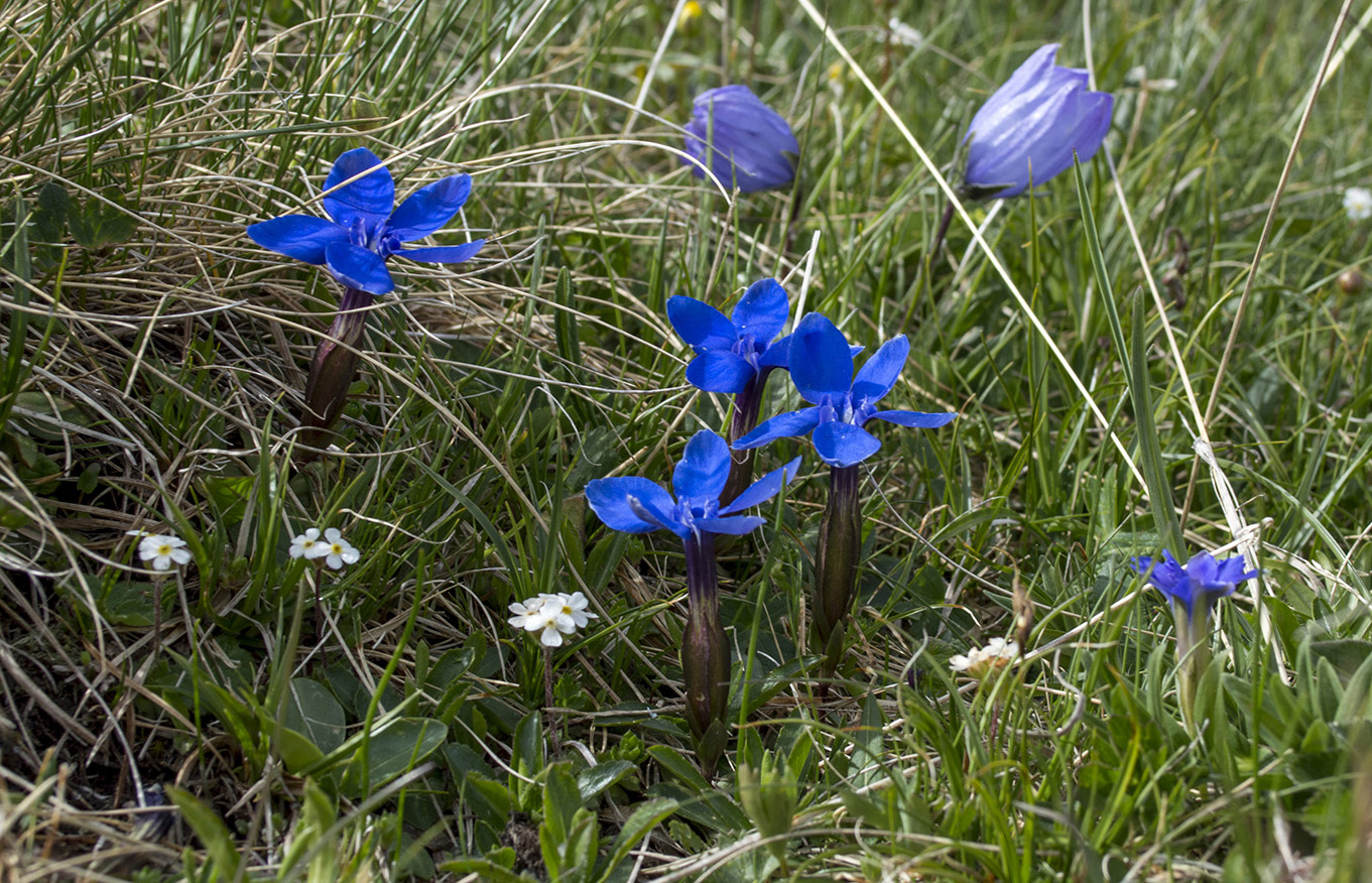 Image of Gentiana angulosa specimen.