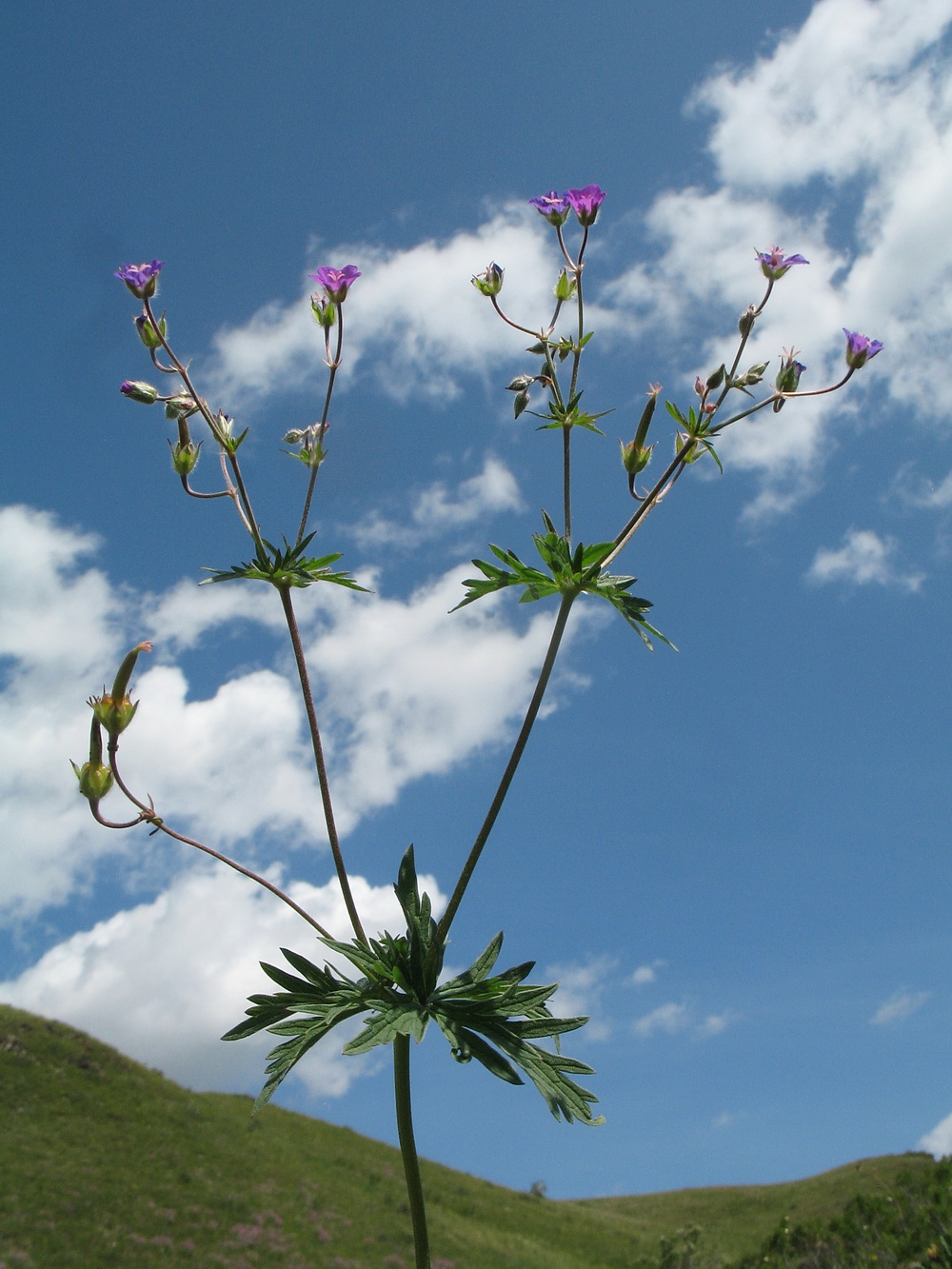 Изображение особи род Geranium.