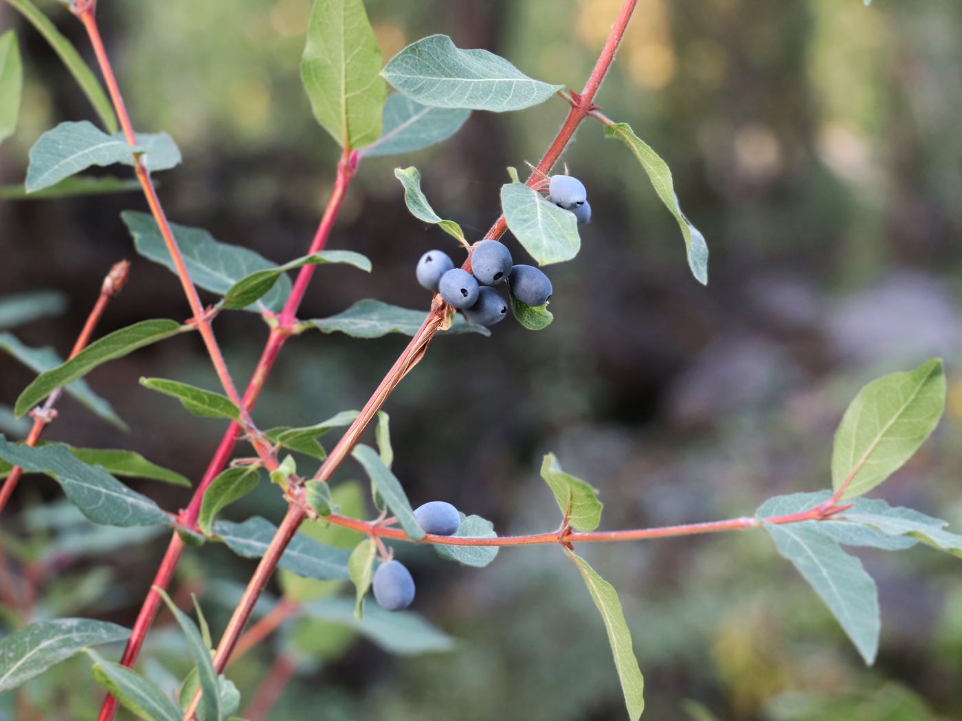 Изображение особи Lonicera stenantha.