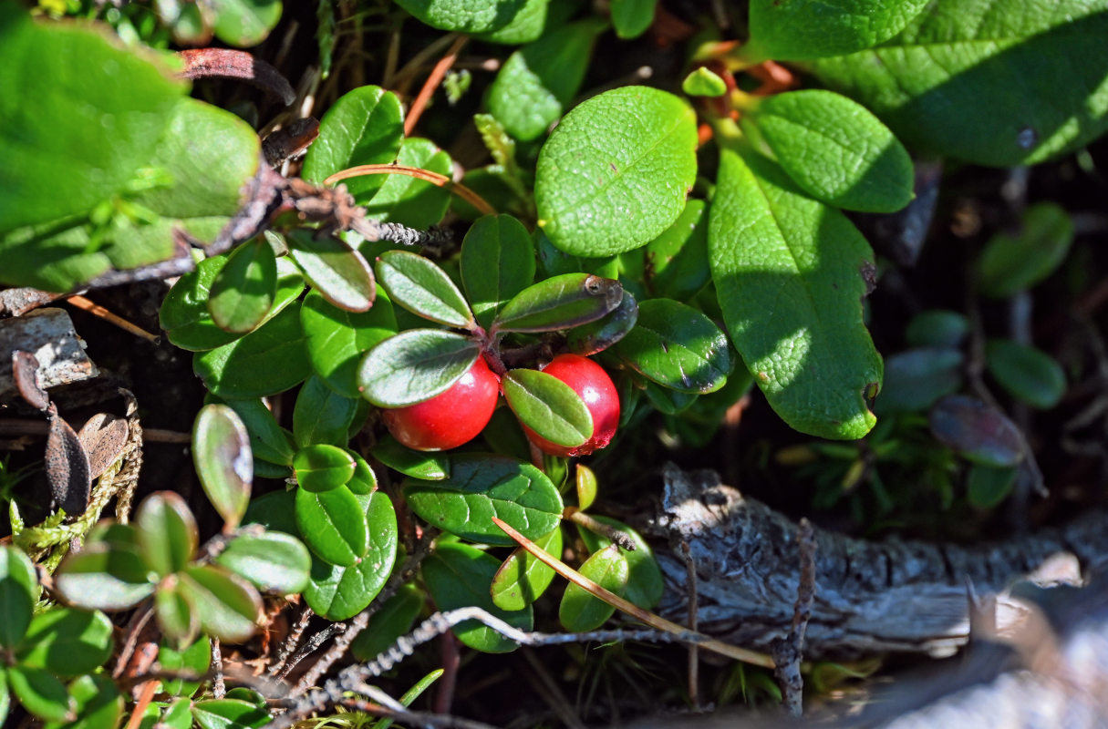 Image of Vaccinium vitis-idaea specimen.