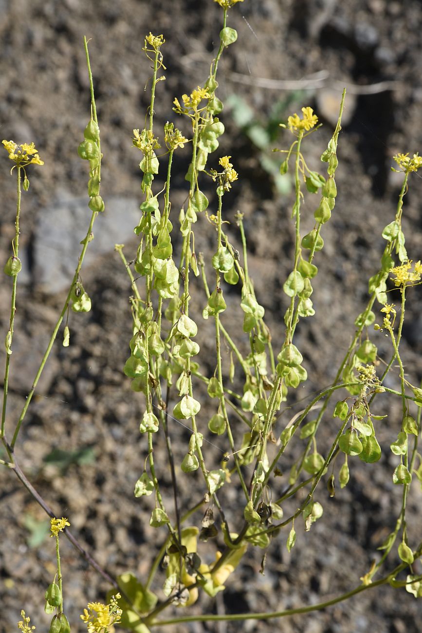 Image of Isatis latisiliqua specimen.