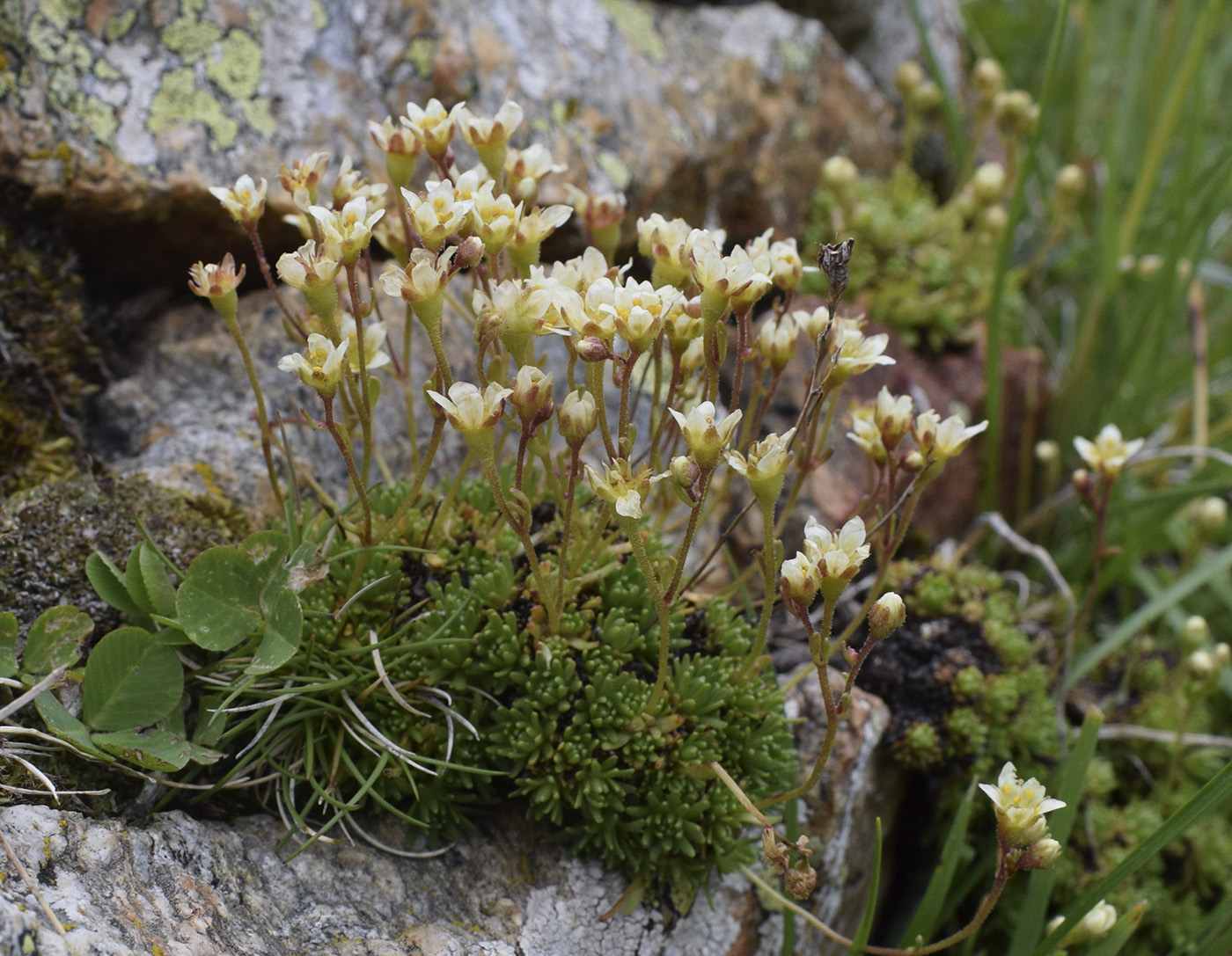 Изображение особи Saxifraga moschata.