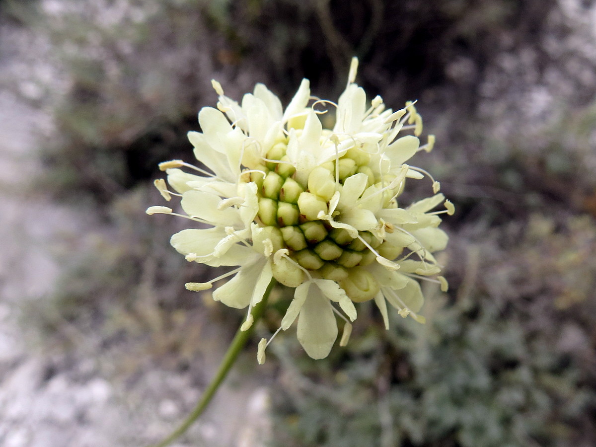 Image of Cephalaria uralensis specimen.