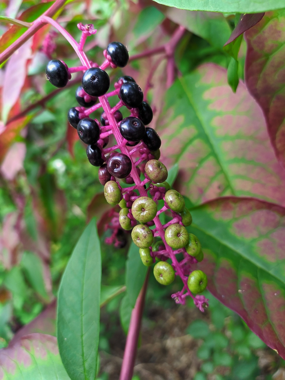 Изображение особи Phytolacca americana.