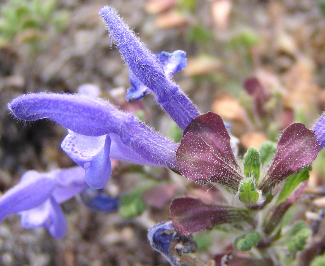 Image of Dracocephalum palmatum specimen.