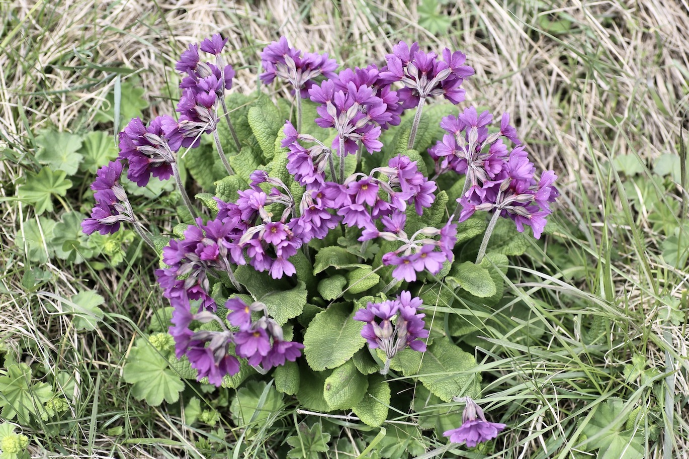 Image of Primula amoena specimen.