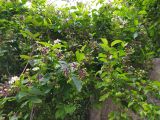Смотреть изображение Periploca graeca
