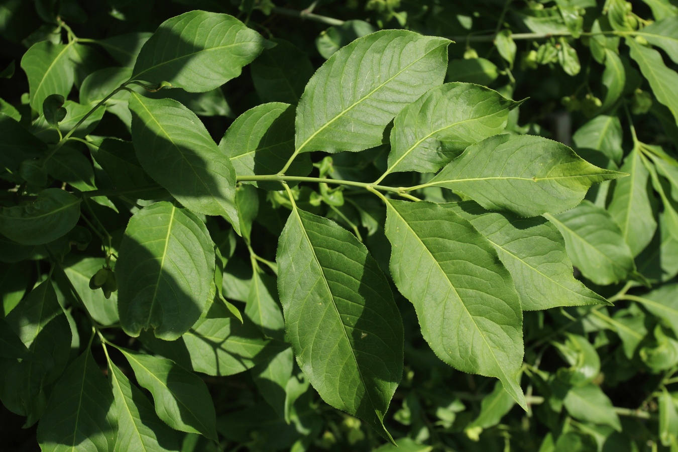 Image of Euonymus europaeus specimen.