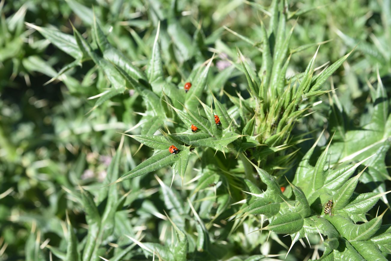 Изображение особи род Cirsium.