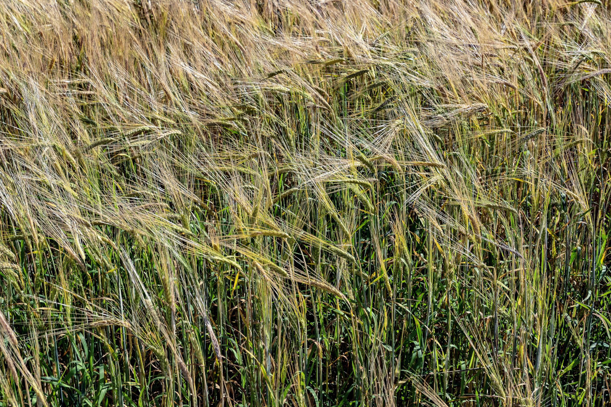 Image of Hordeum distichon specimen.