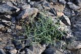 Youngia tenuifolia