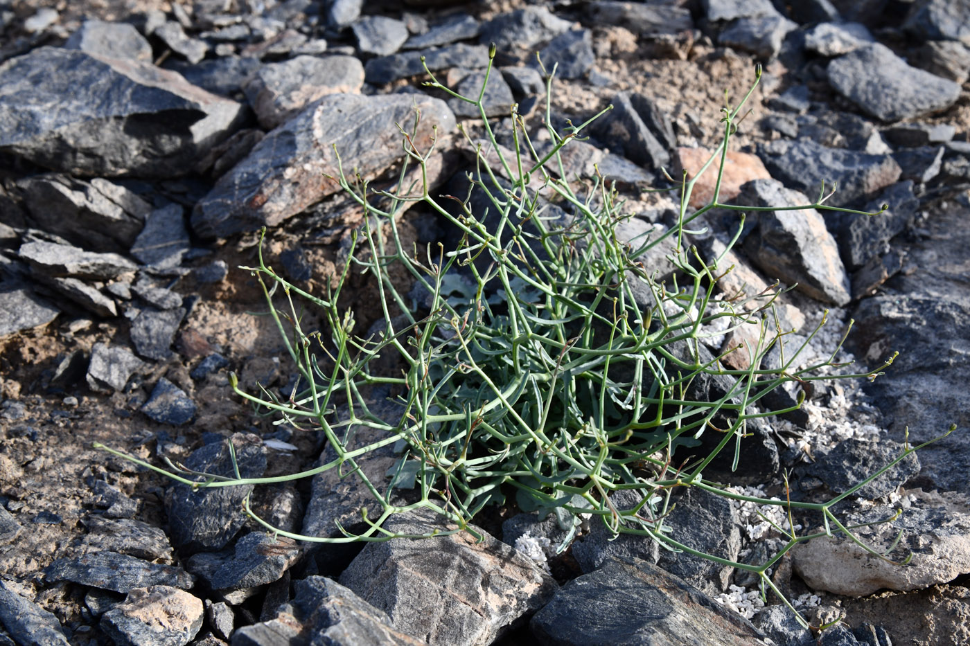 Изображение особи Youngia tenuifolia.