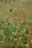 Agrimonia eupatoria. Соплодие. Тульская обл., Куркинский р-н, окр. степного урочища Горки, 30 м от р. Дон, степной луг. 30 июля 2024 г.