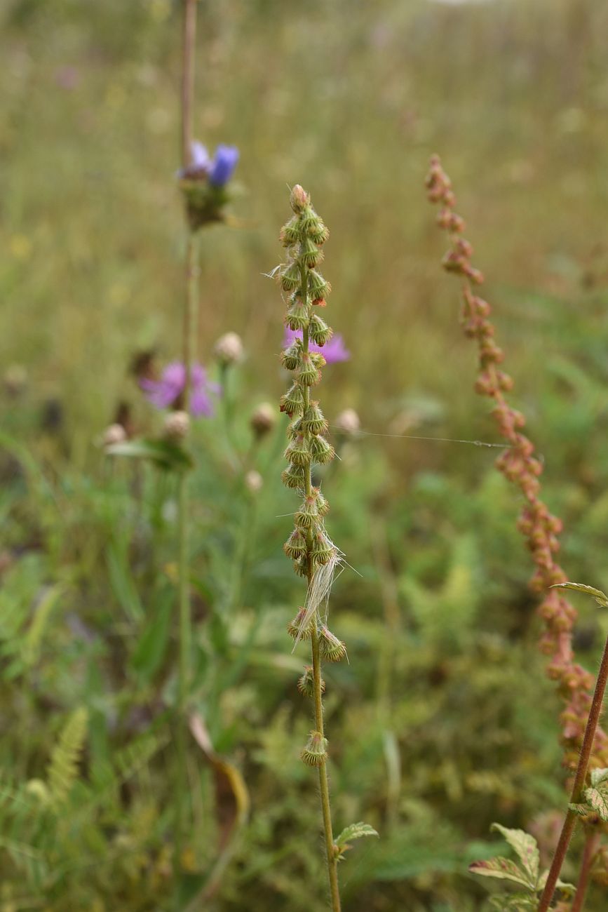 Image of Agrimonia eupatoria specimen.