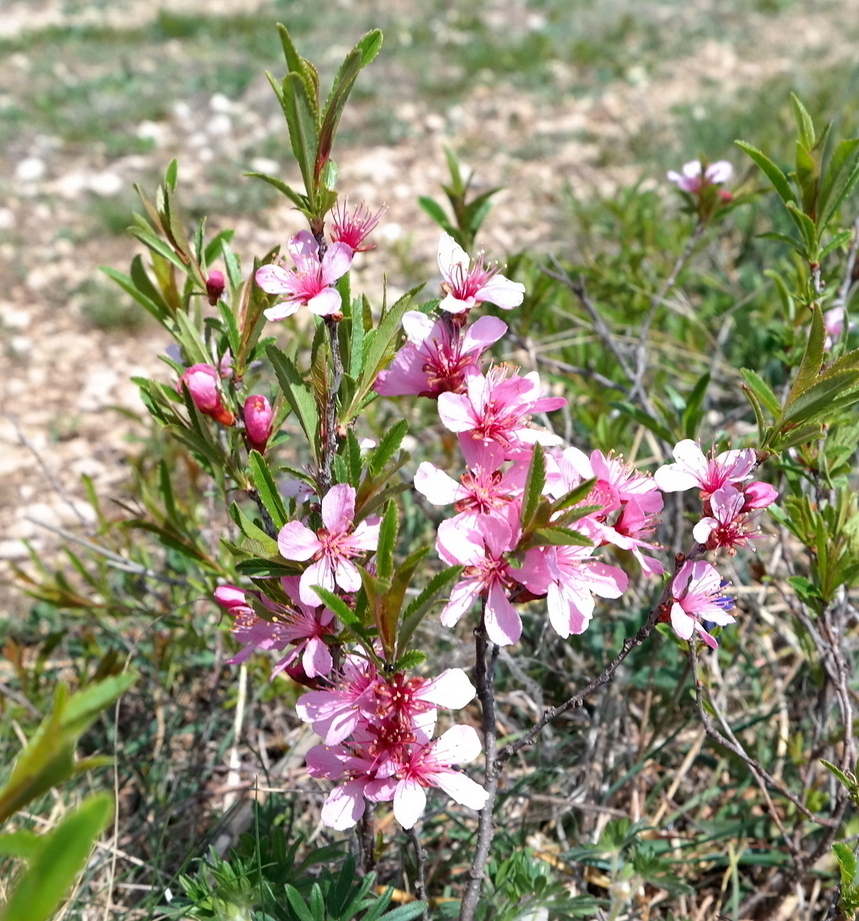 Изображение особи Amygdalus nana.