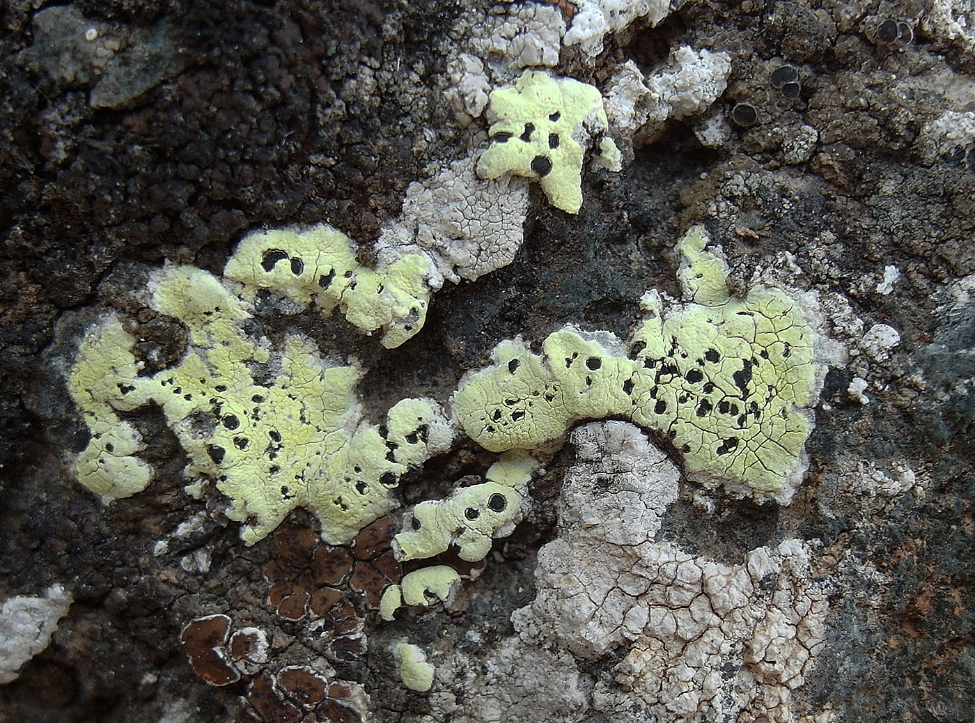 Image of Rhizocarpon kansuense specimen.