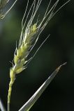 Triticum aestivum. Верхушка побега с соплодием. Приморский край, г. Владивосток, на ж.-д. насыпи. 02.09.2024.