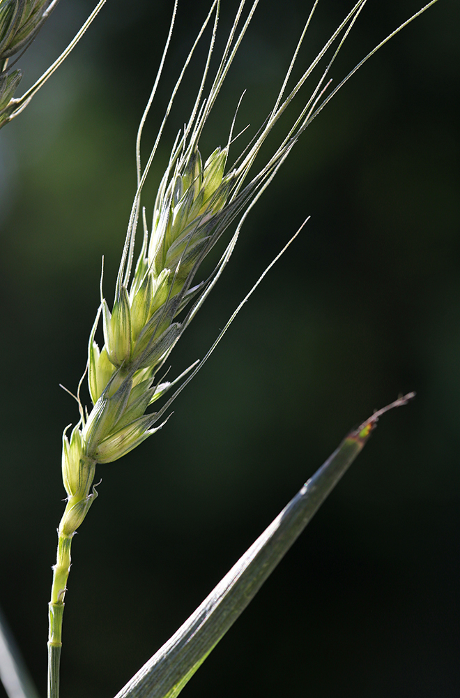 Изображение особи Triticum aestivum.