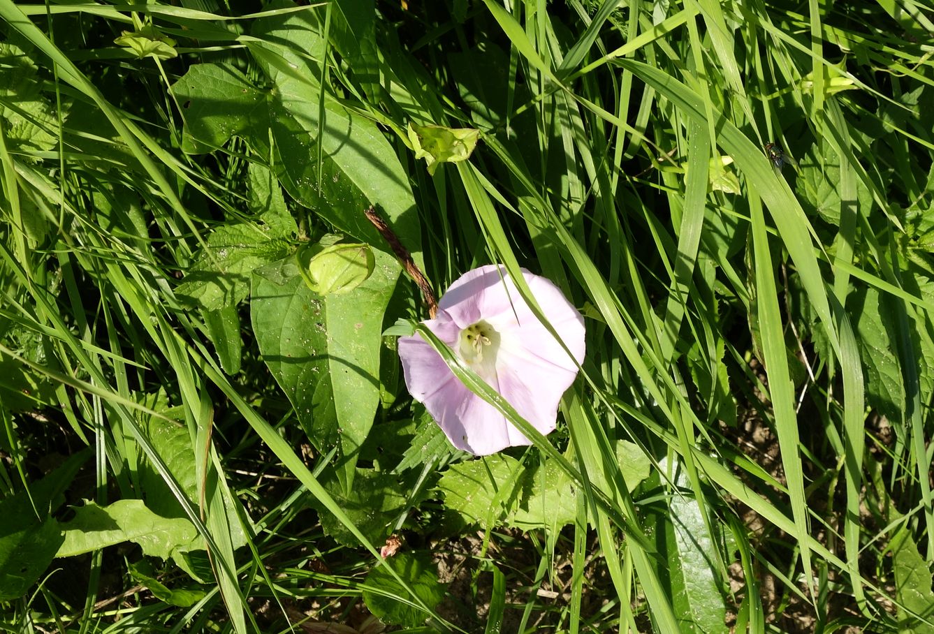 Image of Calystegia sepium specimen.