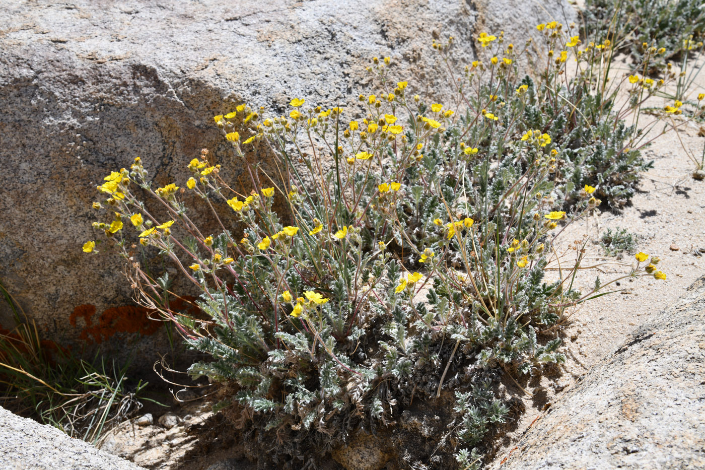 Image of Potentilla pamiroalaica specimen.