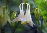 Aquilegia vulgaris. Цветок и бутоны (гипохромная форма). Московская обл., Раменский р-н, окр. дер. Хрипань, садовый участок. 04.06.2024.