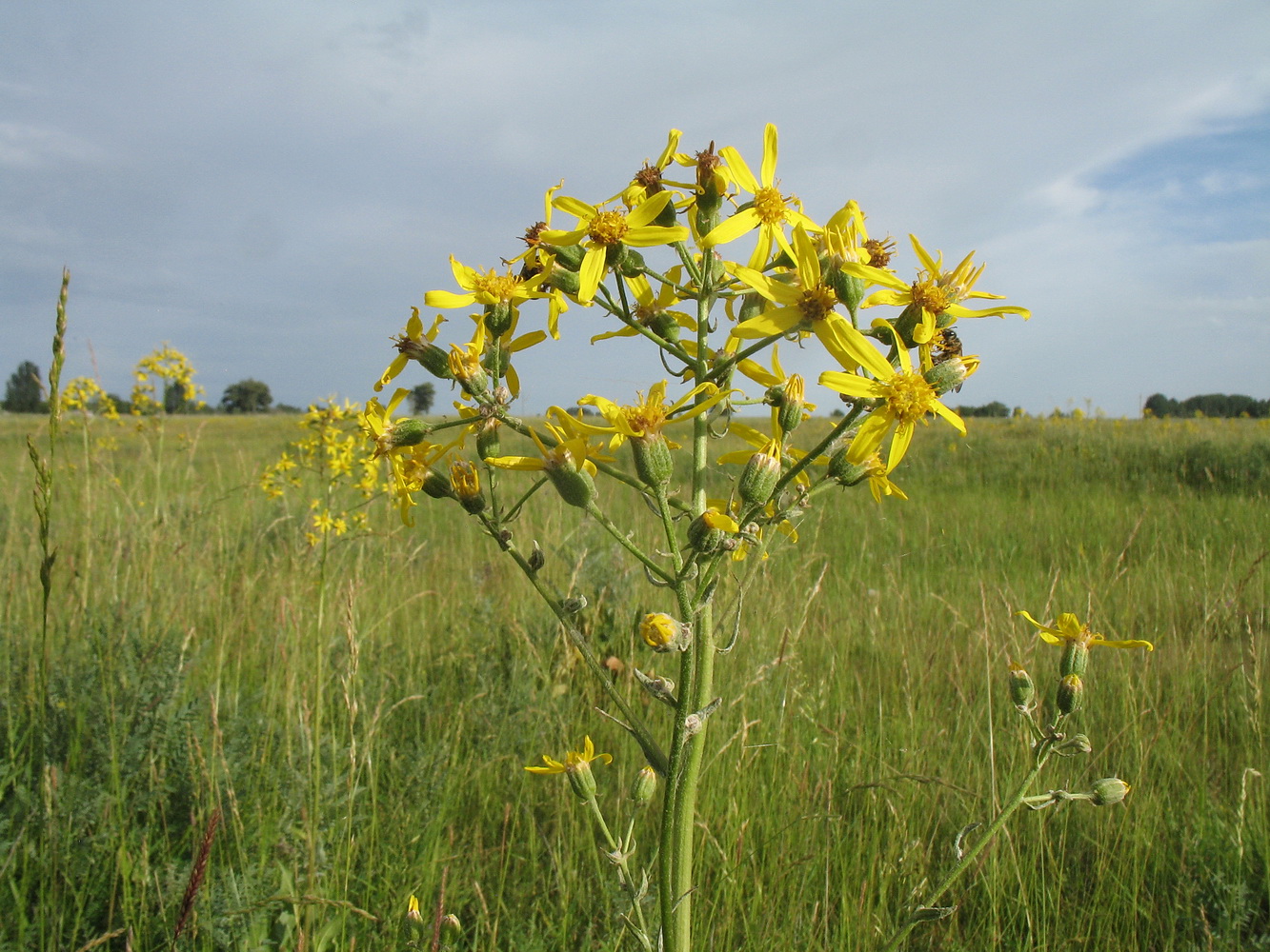 Изображение особи Ligularia thyrsoidea.