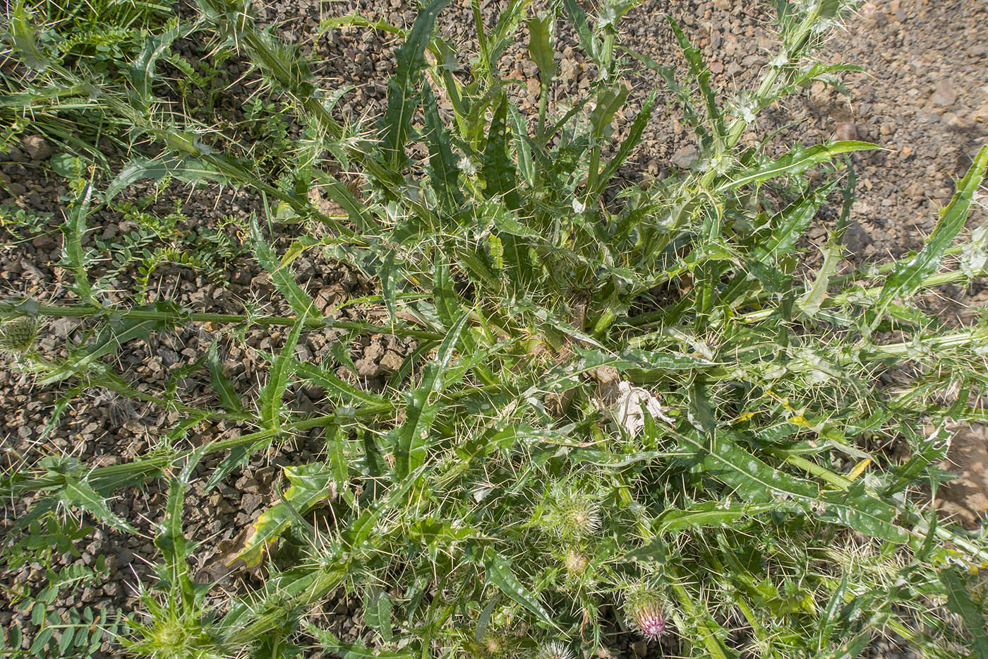 Изображение особи Cirsium echinus.