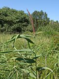 Phragmites australis. Верхушка цветущего растения. Хабаровский край, окр. г. Комсомольск-на-Амуре, разнотравный луг. 14.08.2024.