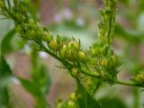 Veronica anagallis-aquatica. Завязавшиеся плоды. Крым, Южный Берег, окр. пос. Лесной, русло высохшего ручья. 26.05.2024.