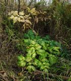 Archangelica officinalis. Вегетирующее растение в осенней окраске с увядяющим листом. Пермский край, Кишертский р-н, травянистый склон надпойменной террасы. 1 октября 2023 г.