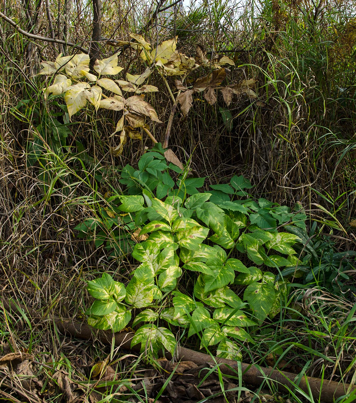 Изображение особи Archangelica officinalis.