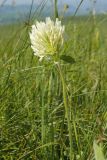 Trifolium canescens