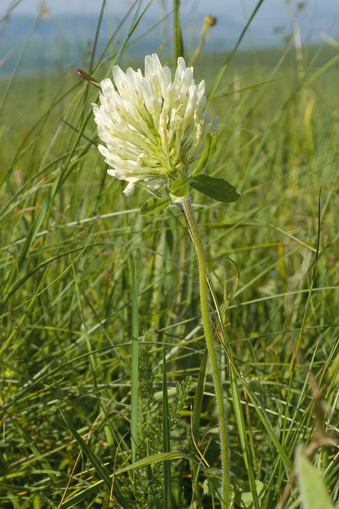 Image of Trifolium canescens specimen.