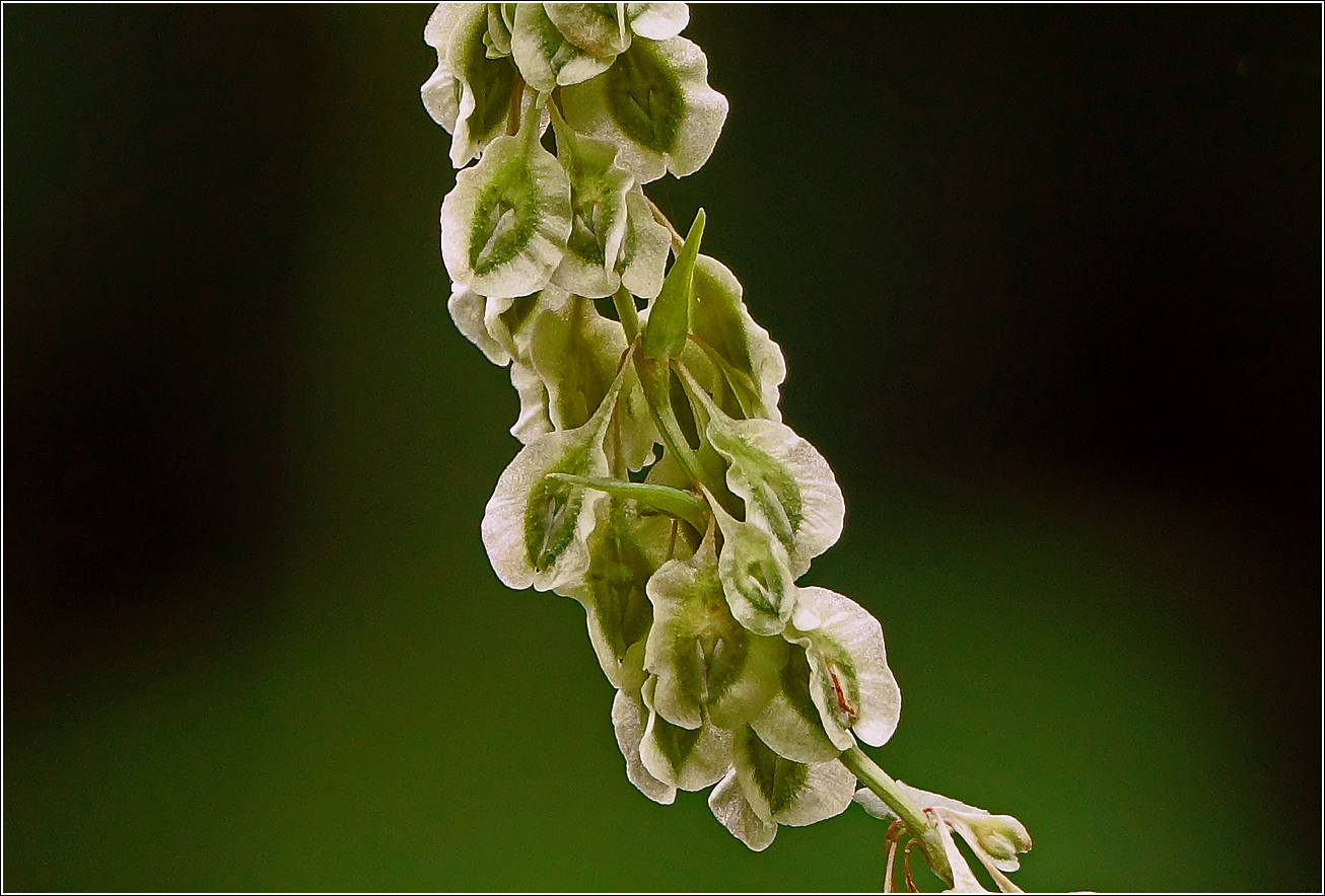 Image of Fallopia dumetorum specimen.