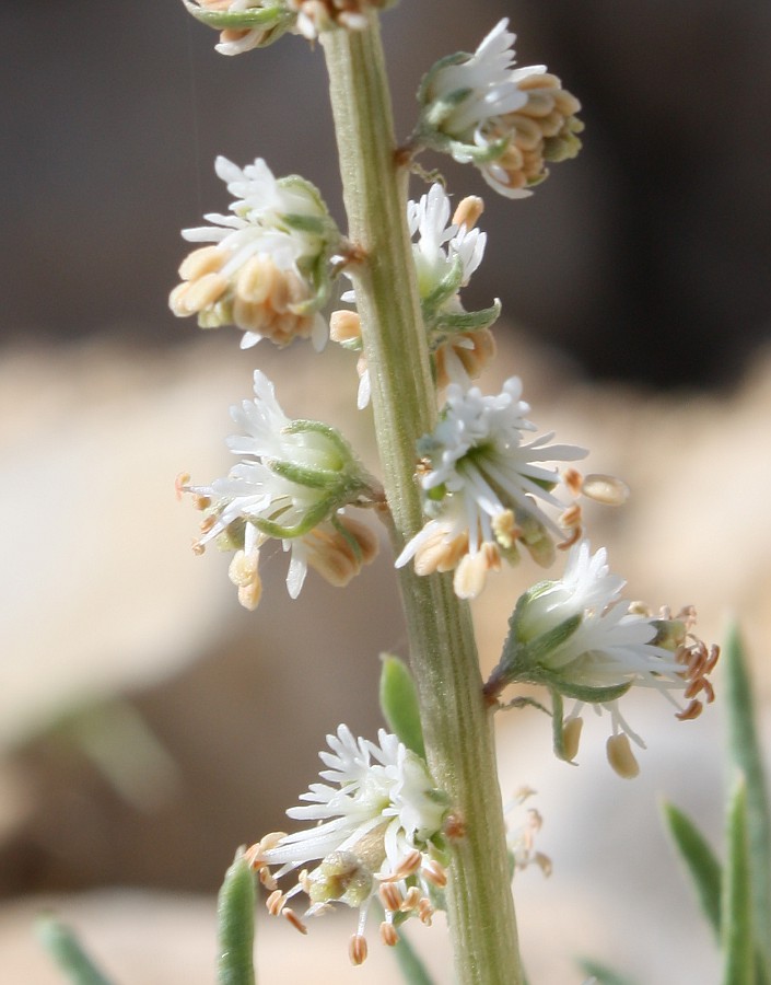 Изображение особи Reseda stenostachya.