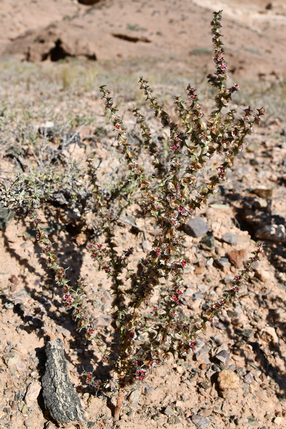Image of familia Chenopodiaceae specimen.