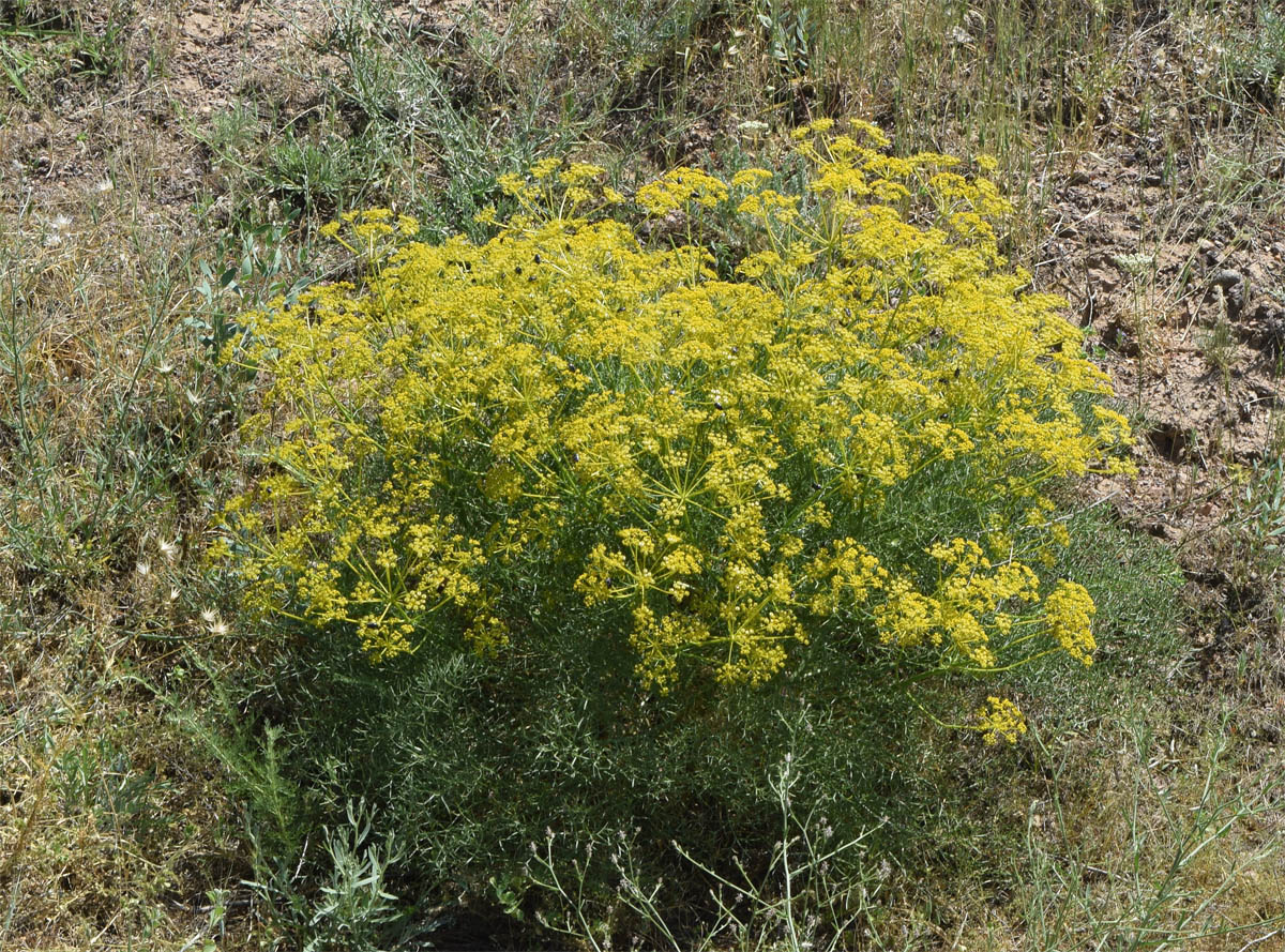 Image of Prangos ornata specimen.