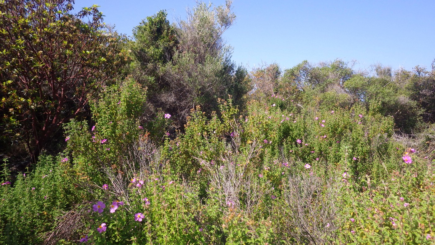 Image of Cistus creticus specimen.