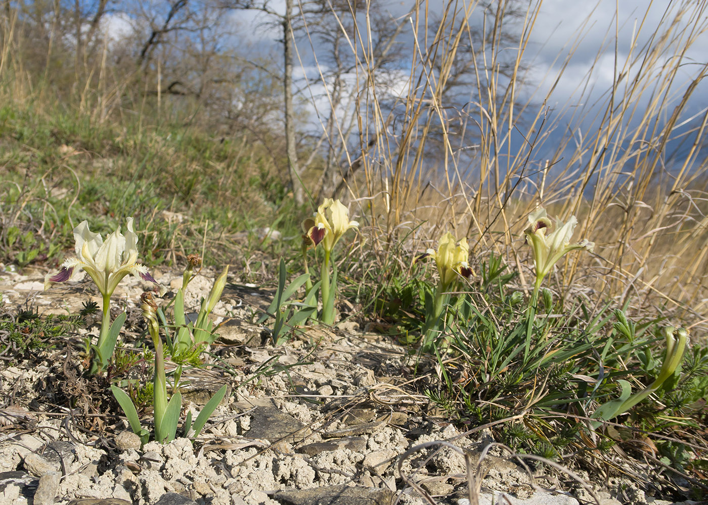 Изображение особи Iris pumila.