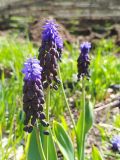View full-size image Muscari latifolium