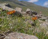 View full-size image Taraxacum porphyranthum