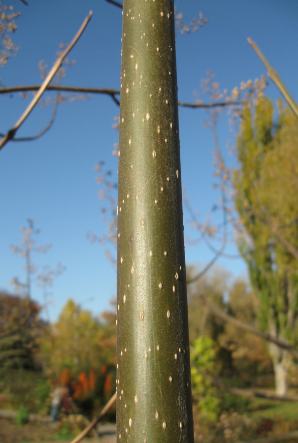 Изображение особи Paulownia tomentosa.