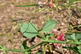View full-size image Lathyrus miniatus