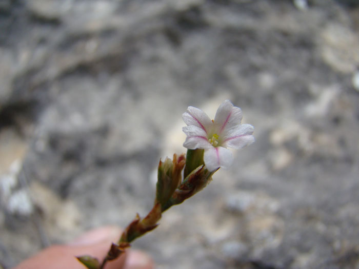 Image of Acantholimon karabajeviorum specimen.