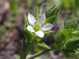 Arenaria serpyllifolia