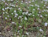 genus Valerianella. Цветущие растения. Крым, Кутлакская бухта. 05.05.2011.