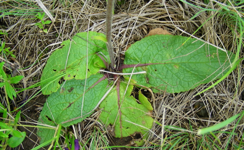 Image of Verbascum phoeniceum specimen.