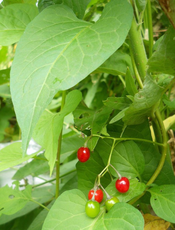 Image of Solanum kitagawae specimen.