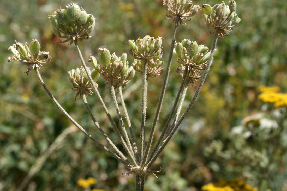 Image of Semenovia dasycarpa specimen.