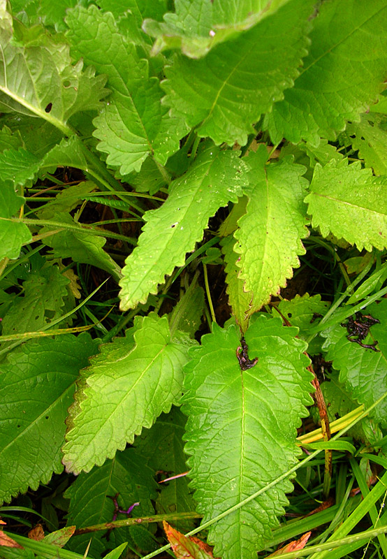 Image of Betonica officinalis specimen.